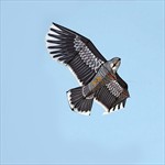 Приз конкурса «Воздушный змей Орёл (180 см)»
