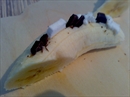 Пошаговое фото рецепта «Банановый флутч»